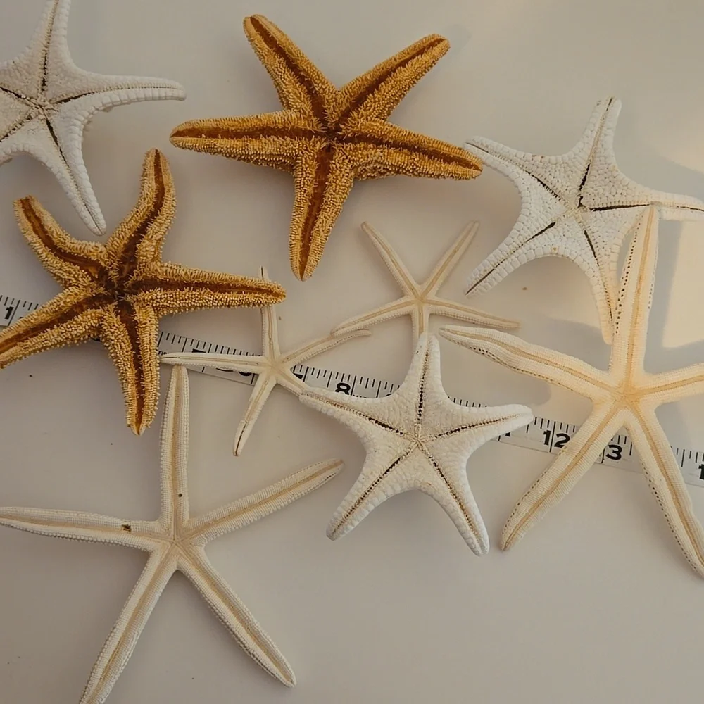 9 Assorted Starfish - Picture 6 of 8